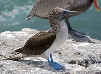Blue-footed booby