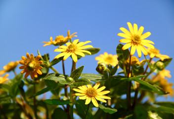 yellow flowers grow in garden