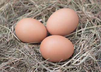 brown eggs in straw