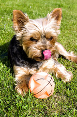 Yorkshire and the ball