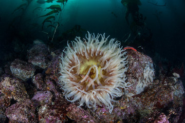 Fototapeta na wymiar Anemone and Kelp 2