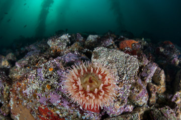 Fototapeta na wymiar Anemone and Kelp 1