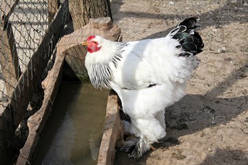 Sussex Hen