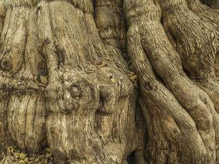 Corteza de árbol. Patagua.