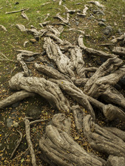 Raices de Patagua. Árbol de costa