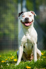 Staffordshire Bullterrier