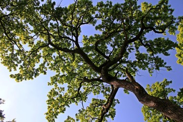 Oak trees