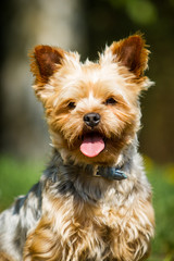 Yorkshire Terrier Portrait