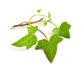 Hedera isolated