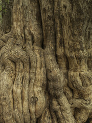 Fototapeta na wymiar Textura de corteza de árbol. Patagua