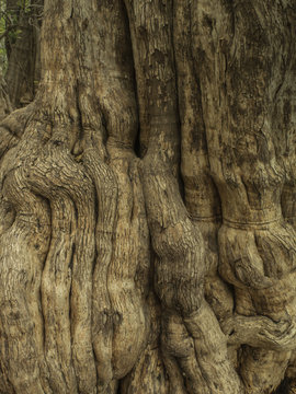 Textura de corteza de árbol. Patagua