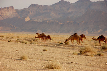 Fototapeta na wymiar Summertime Sahara desert in Tunisia