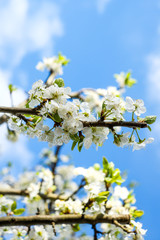 Apple tree in full blossom against a clear blue sky