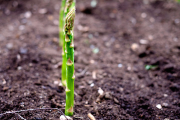New fresh Asparagus growing in earth