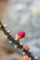 Fiore femminile di Larice alpino - Larix decidua