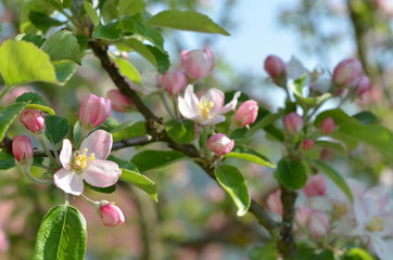 blühender Apfelbaum