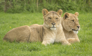 Fototapeta na wymiar Two female lions