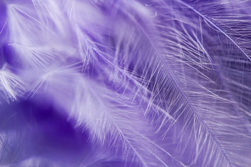 Feather abstract