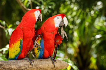 Portrait of ..Portrait of Scarlet Macaw parrots