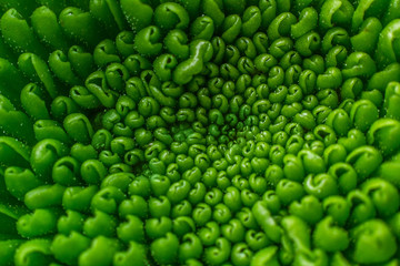 Fototapeta na wymiar Green plant pattern