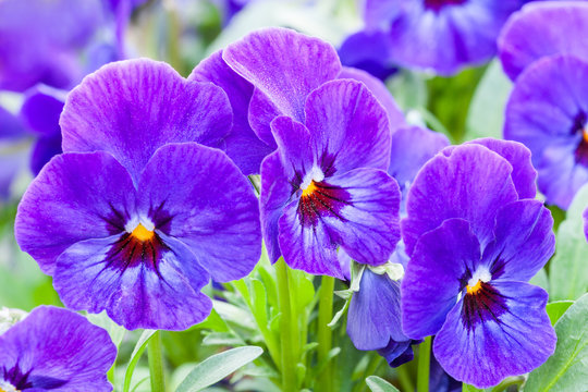 Blue Pansy