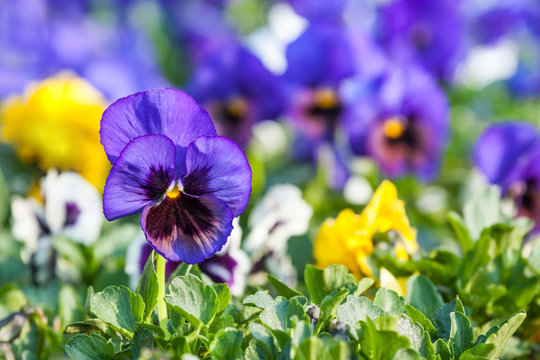 pansy