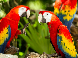 Fototapeta na wymiar Portrait of ..Portrait of Scarlet Macaw parrots