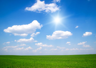 Fototapeta premium green field