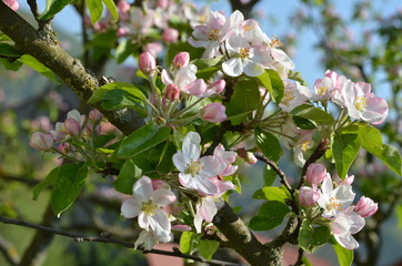 blühender Apfelbaum