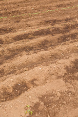 Community garden
