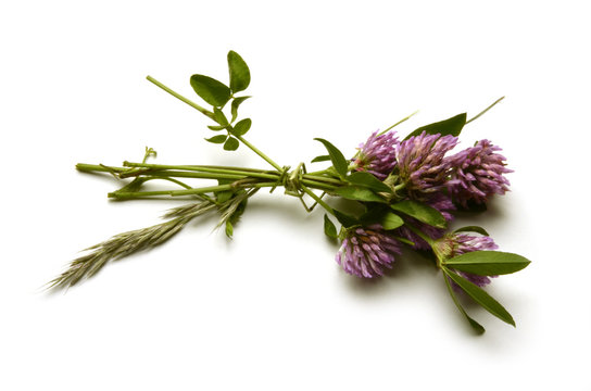 Trifolium