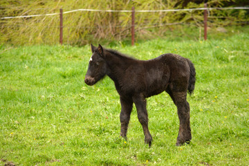 Fototapeta premium cria de caballo de pelo negro en campo de hierba verde