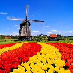 Obrazy na Szkle  Vibrant tulips with windmill, Netherlands