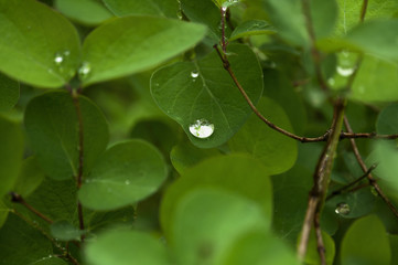 Obraz premium green leaf background