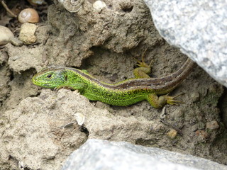 Zauneidechse - Lacerta agilis