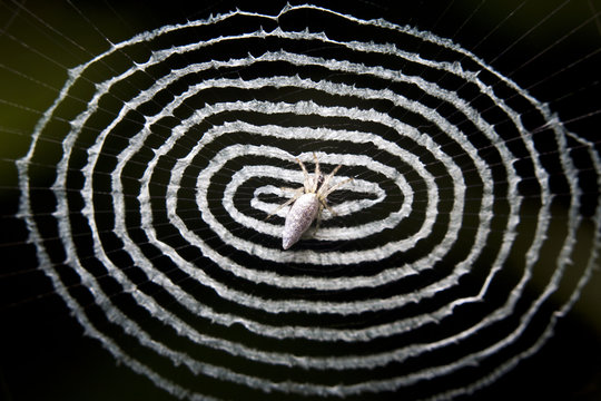 Macro of a white cyclosa spider, Malaysia, Borneo