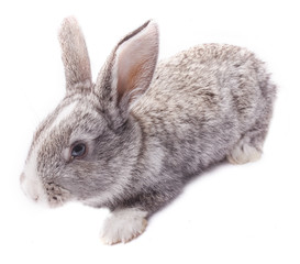gray rabbit sitting on white background Easter holiday