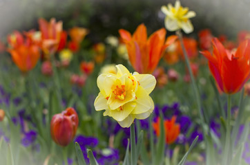 Colorful Flowers in full bloom