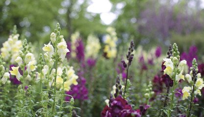 Colorful Snapdragons in bloom