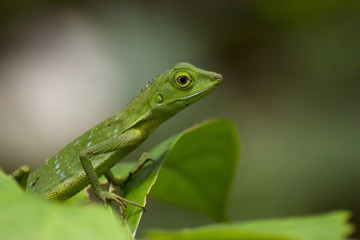 Fototapeta premium Green crested lizard (Bronchocela cristatella), Borneo