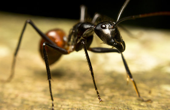 Macro of a tropical giant ant (Camponotus gigas)