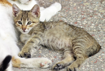Homeless kitten lying beside his mother cat