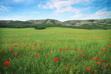 Green meadow with flowers in mountain. Composition of nature.