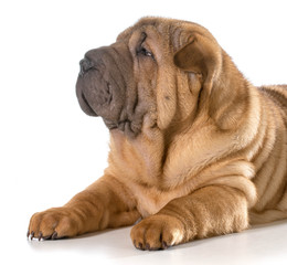 chinese shar pei puppy