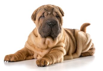 chinese shar pei
