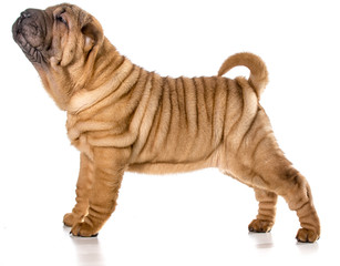 chinese shar pei