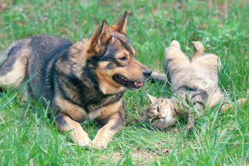 Naklejka premium Dog and cat playing together outdoor. Cat lying on the back