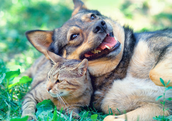 Obraz premium Dog and cat playing together outdoor