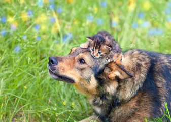 Little kitten lying on dogs head