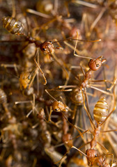 Macro of tropical red fire ants catching a prey, Borneo